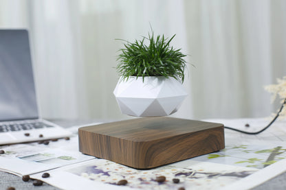 Floating Bonsai Pot – Creative Air Plant Holder