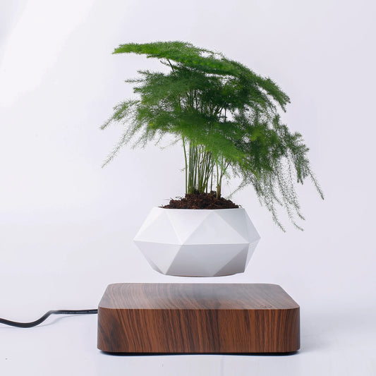 Floating Bonsai Pot – Creative Air Plant Holder