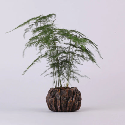 Levitating Bonsai Plant Holder – Perfect Home & Office Decor Gift